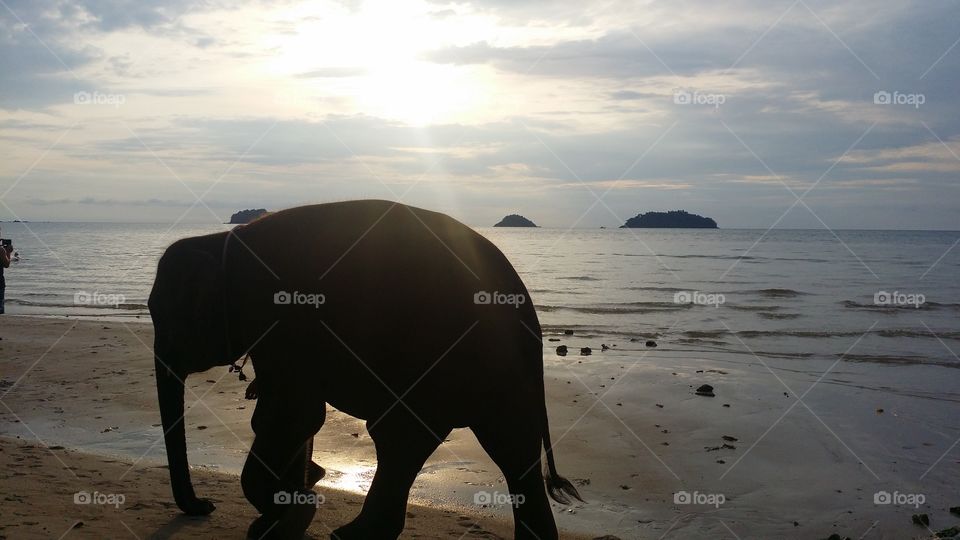 Sunset,  elephant on the beach