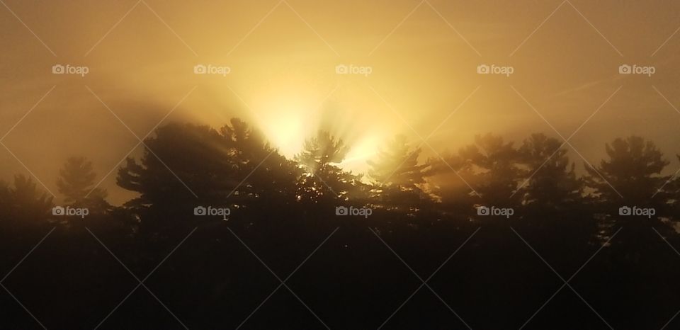 morning at the cottage. sunrise over the trees in the mist of the morning