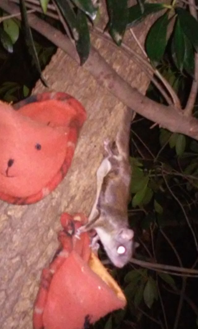 mammal
