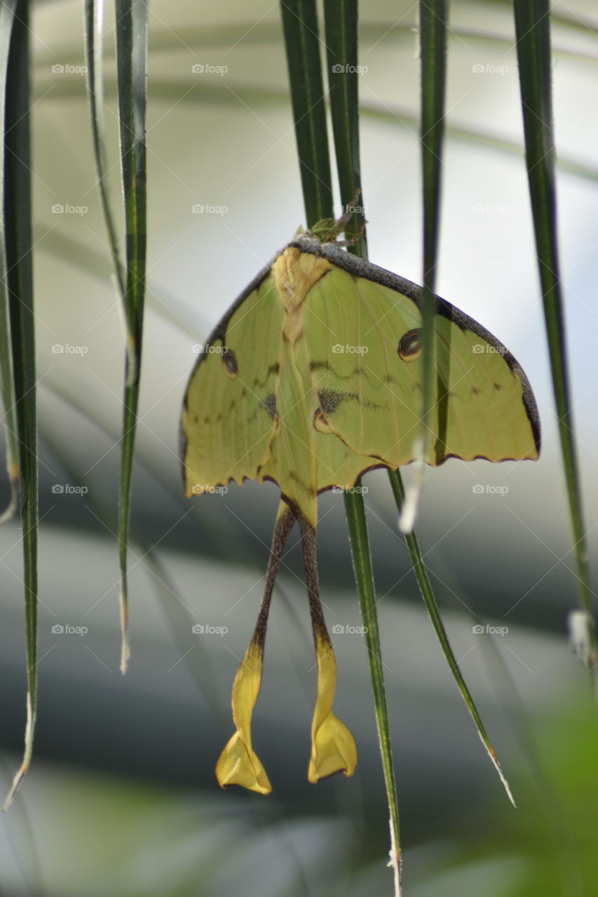 long tailed butterfly on a palm leaf