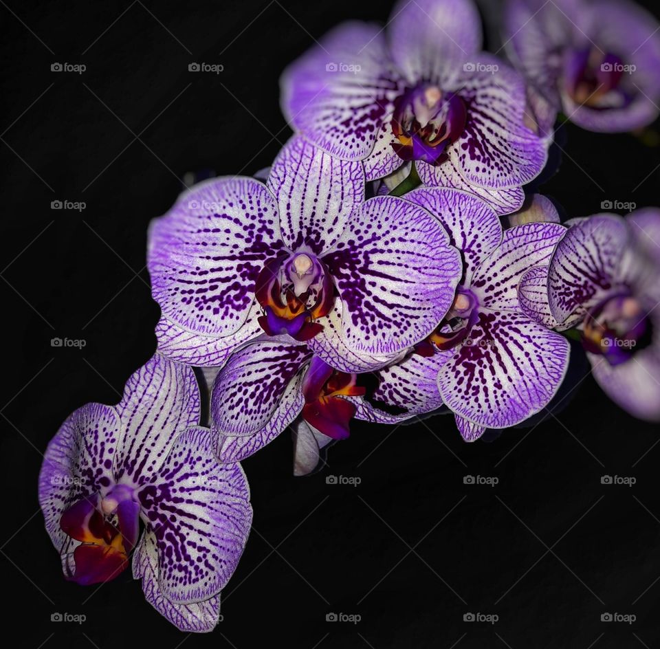 my beautiful orchids