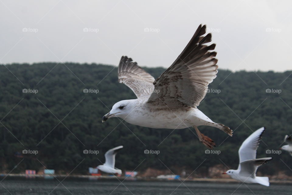 Bird flying next to the boat.