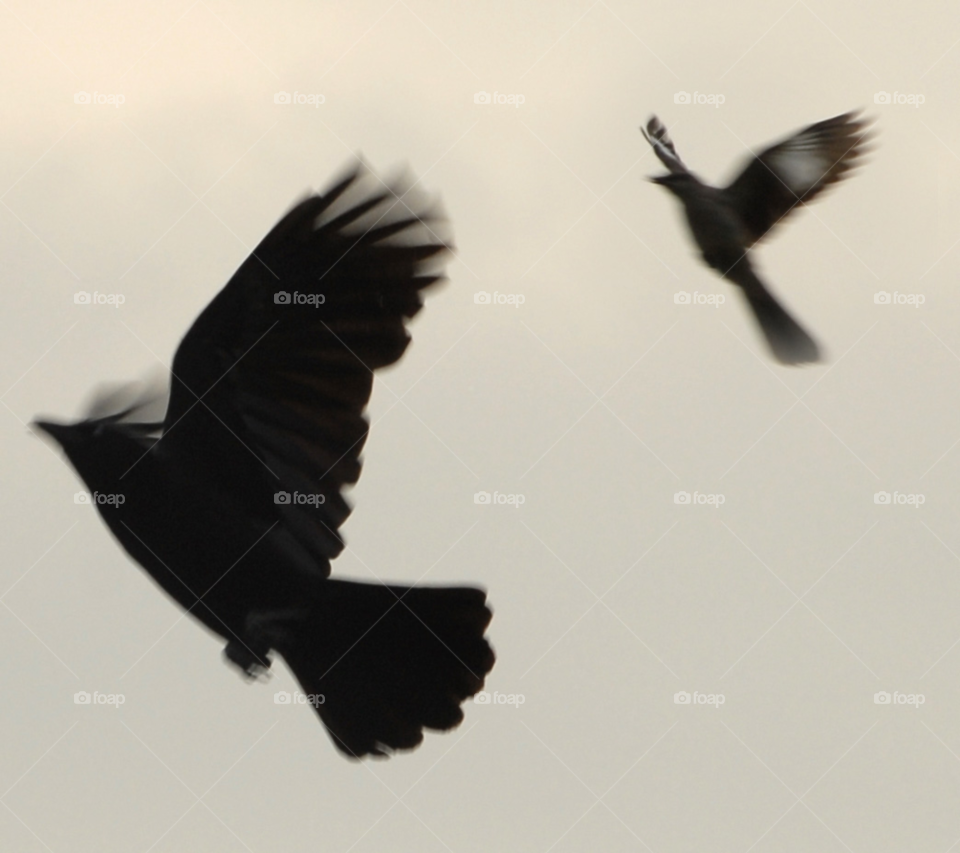 birds chase mockingbird crow by lightanddrawing