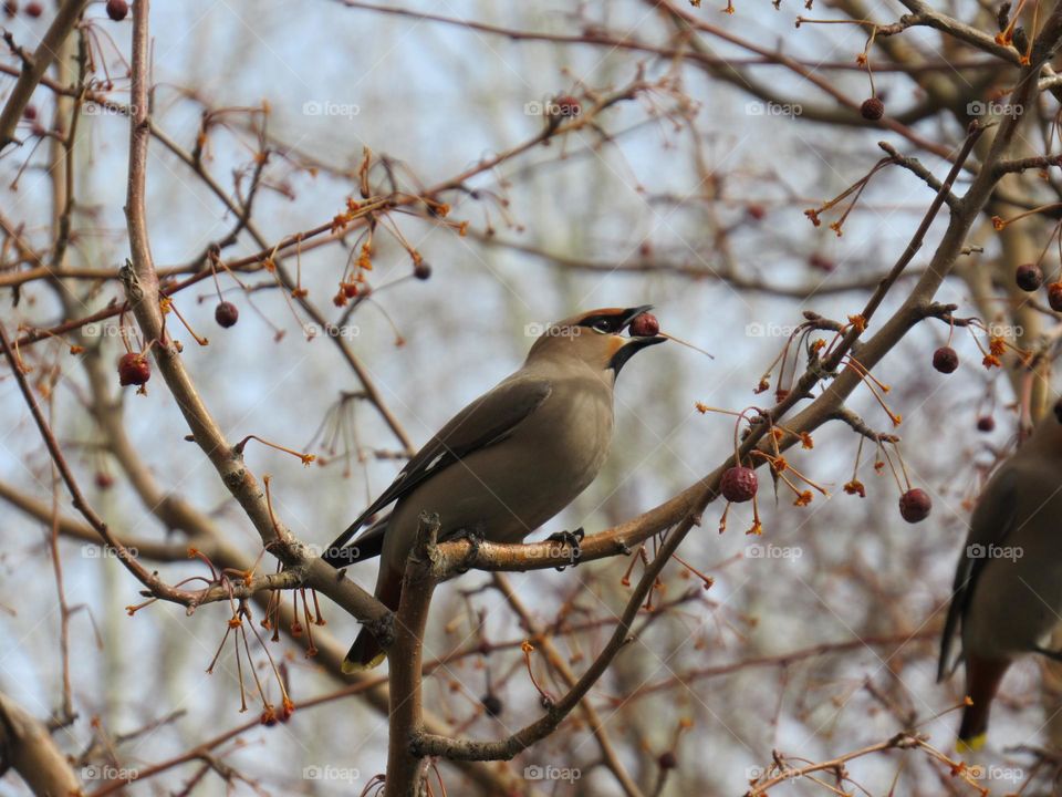 свиристель