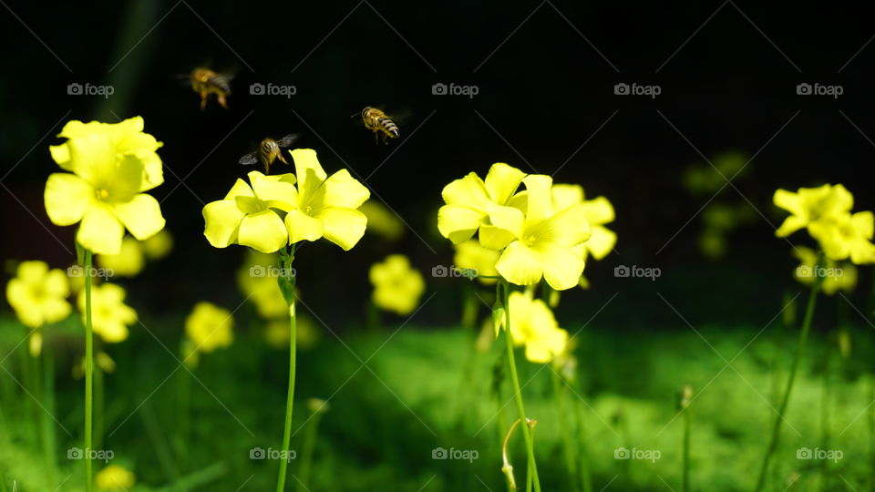 Group Of Bees In Yellow Flowers