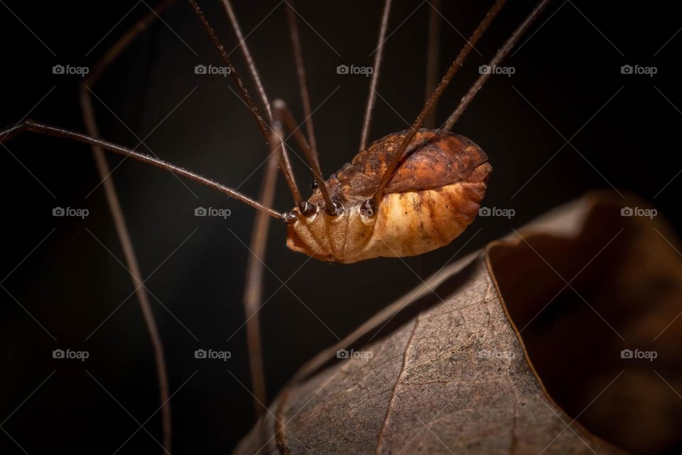 This is not a spider…it’s a harvestman, also known as daddy longlegs. Unlike spiders, harvestmen do not produce venom, nor silk, and they only have two eyes. And these are friends of the garden, helping to keep pests at bay. 