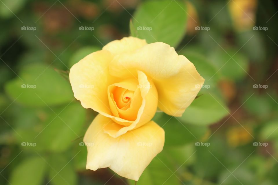 Yellow rose