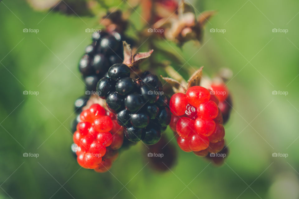 Cluster of Wild Blackberries 