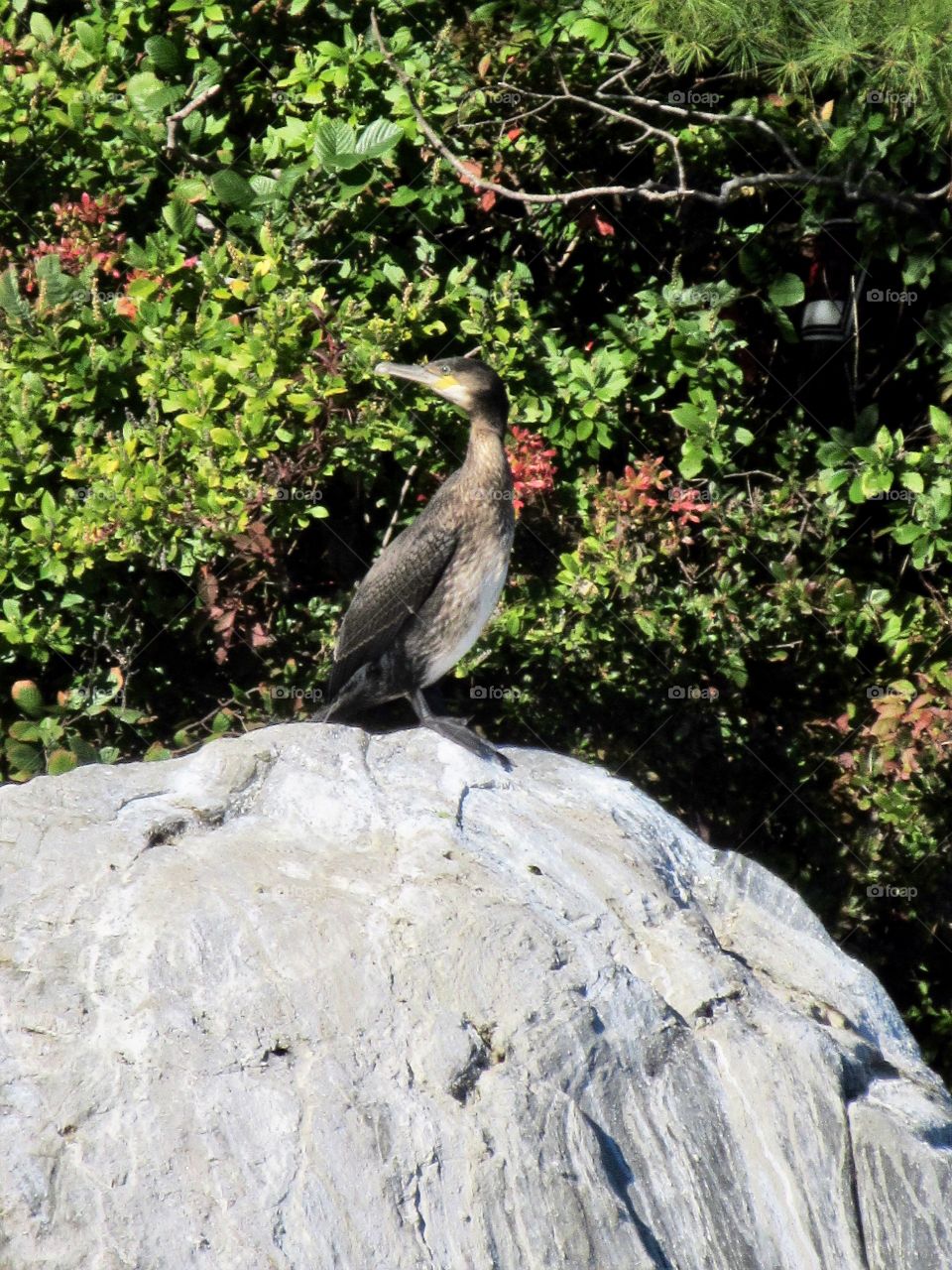 Great Cormorant on a rock in Middle Pond Webster MA