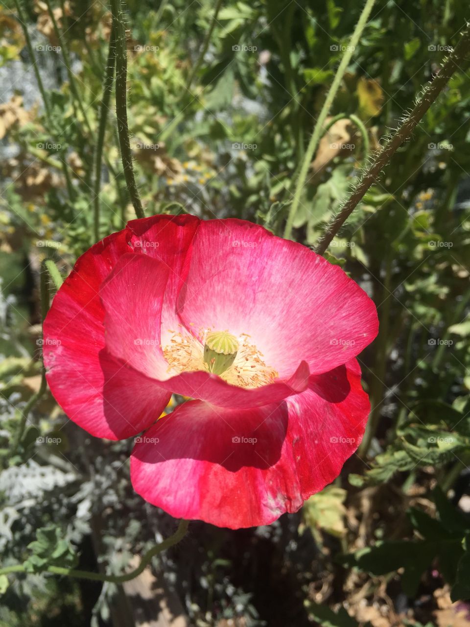 Red Poppy