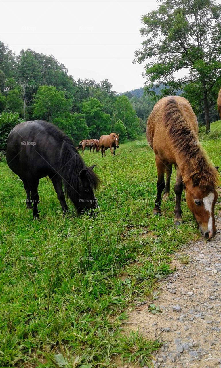 Horses Grazing