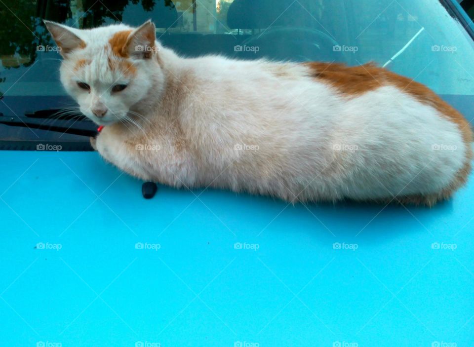 cat resting on a car street