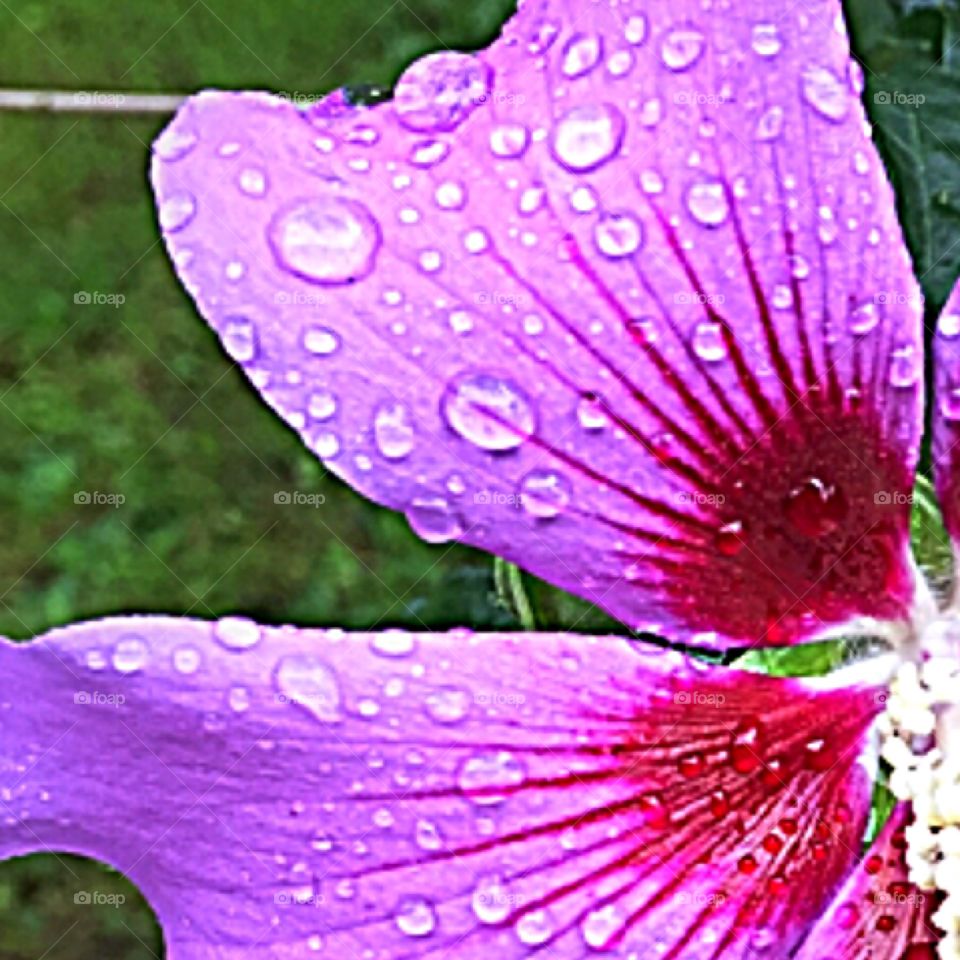 Close up of the petals from my favorite flower after a morning rain