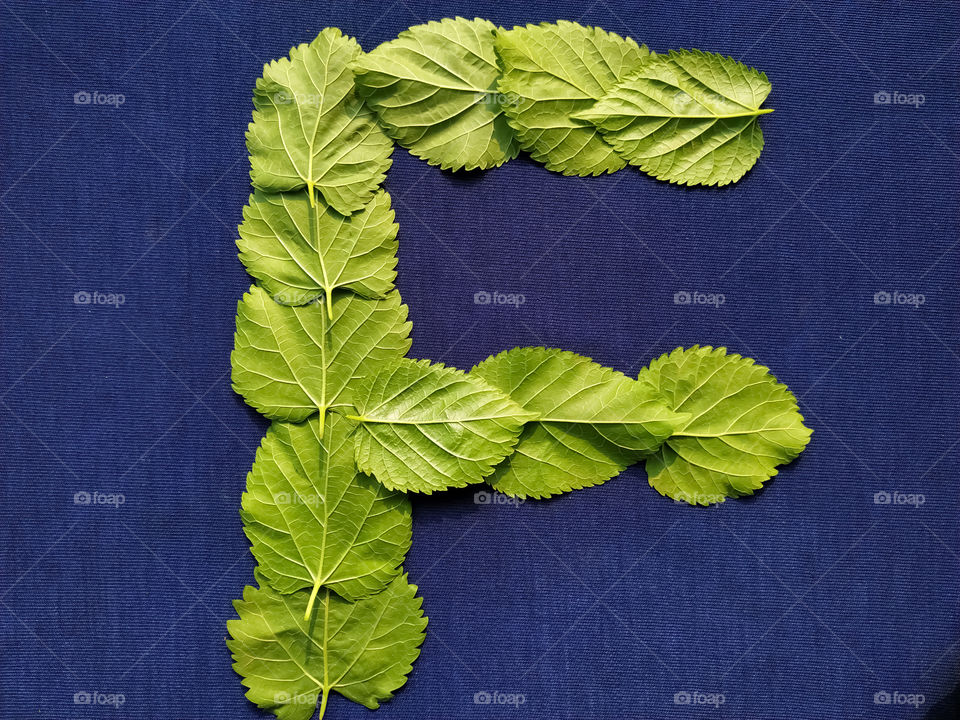 Letter F alphabet made with mulberry Tree Green leaf over blue background