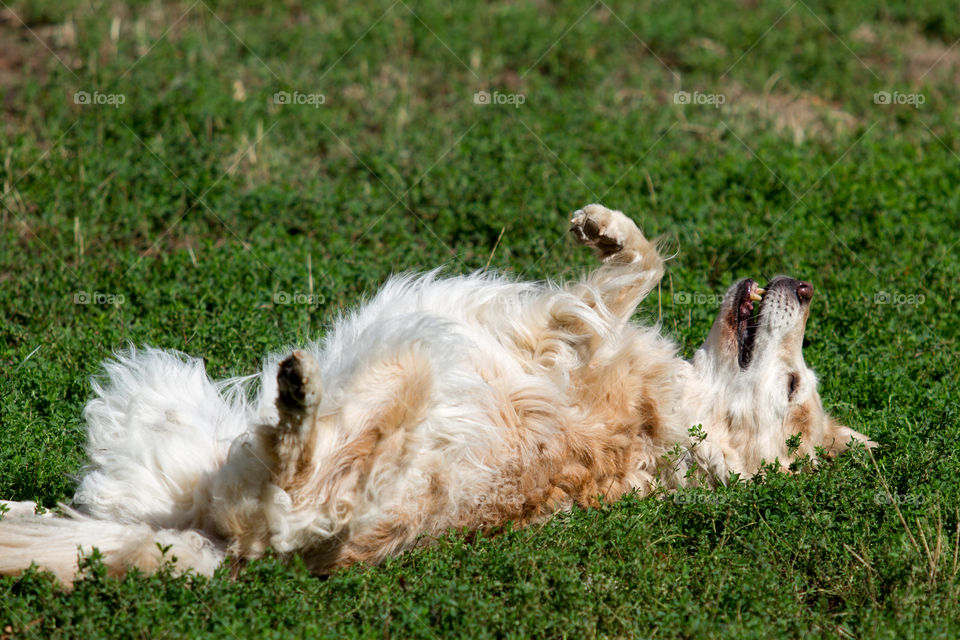 Golden retriever 