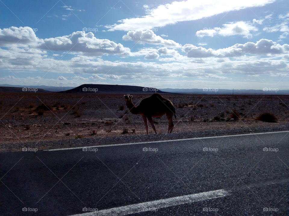 nice camel on the road