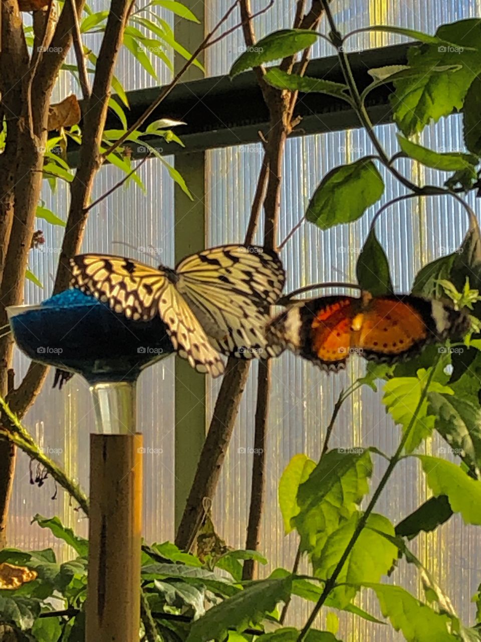 Butterflies with leaves