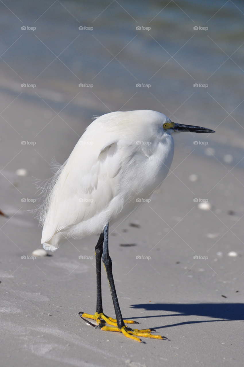beach birds feathers by tfmiller
