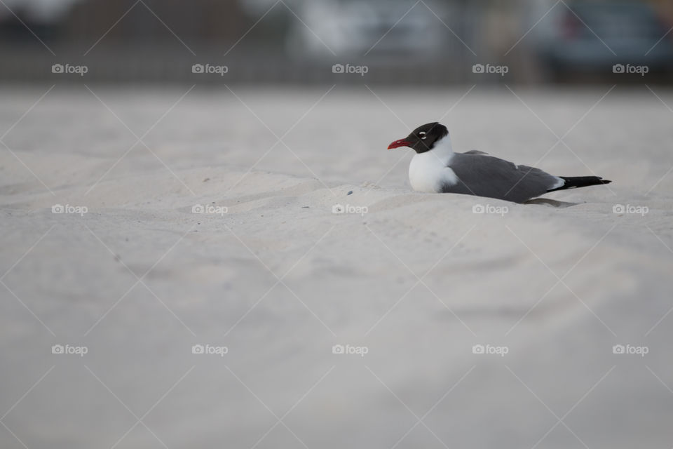 No Person, Bird, Snow, Winter, Blur