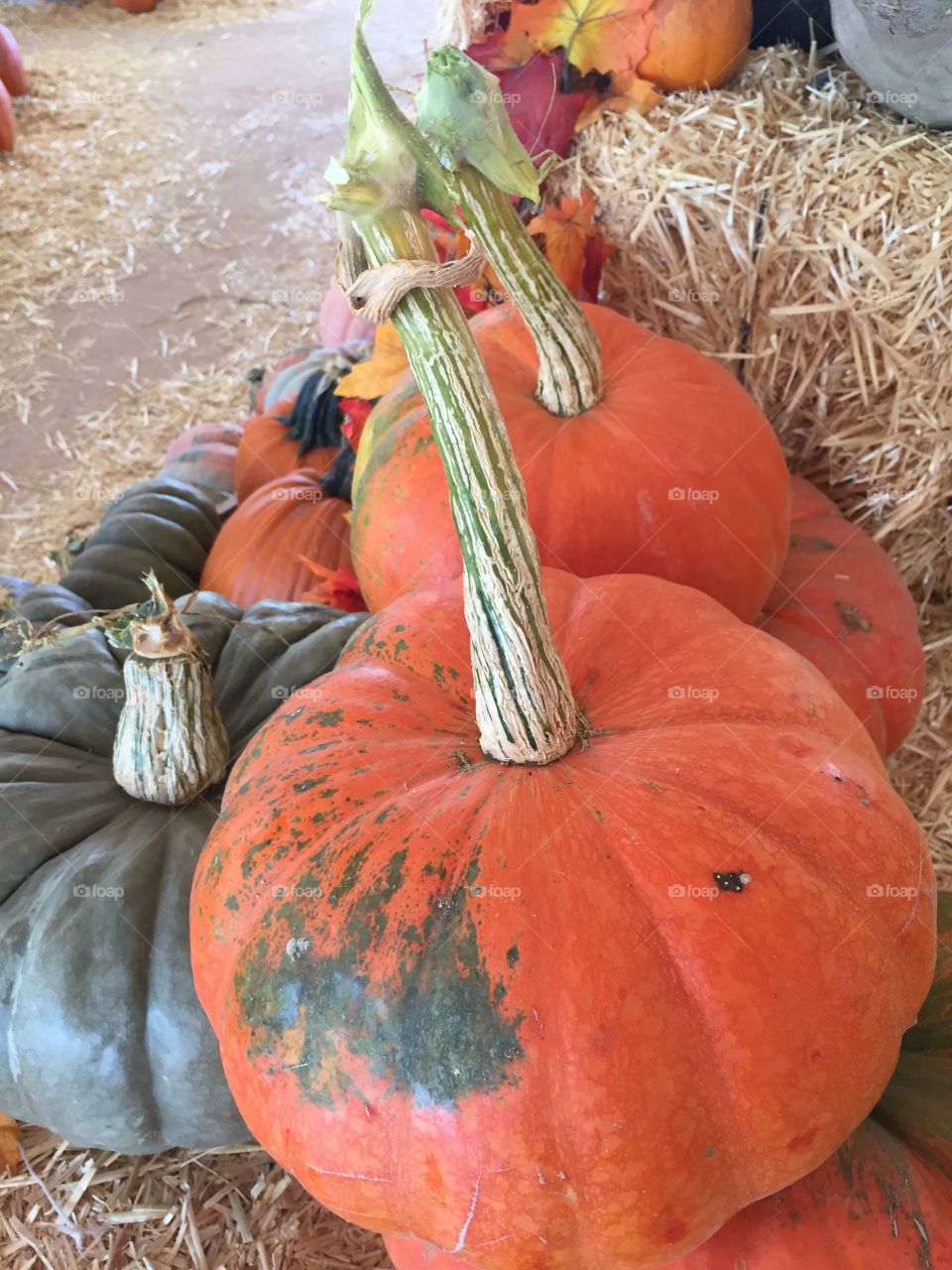 Pumpkins at the pumpkin farm in fall with hay 