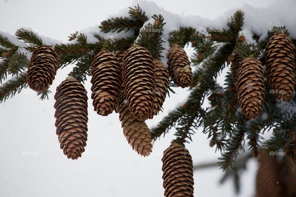 Close-up of pine cones on tree