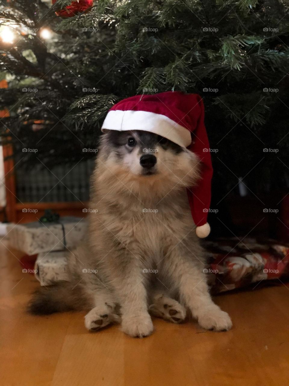 Portrait of a young Finnish Lapphund puppy 