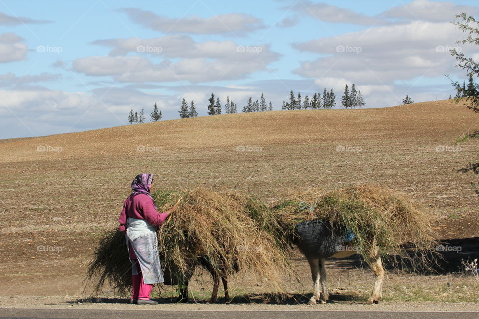Women working in fields with her donkeys 