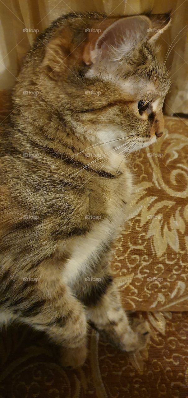 cat posing closeup