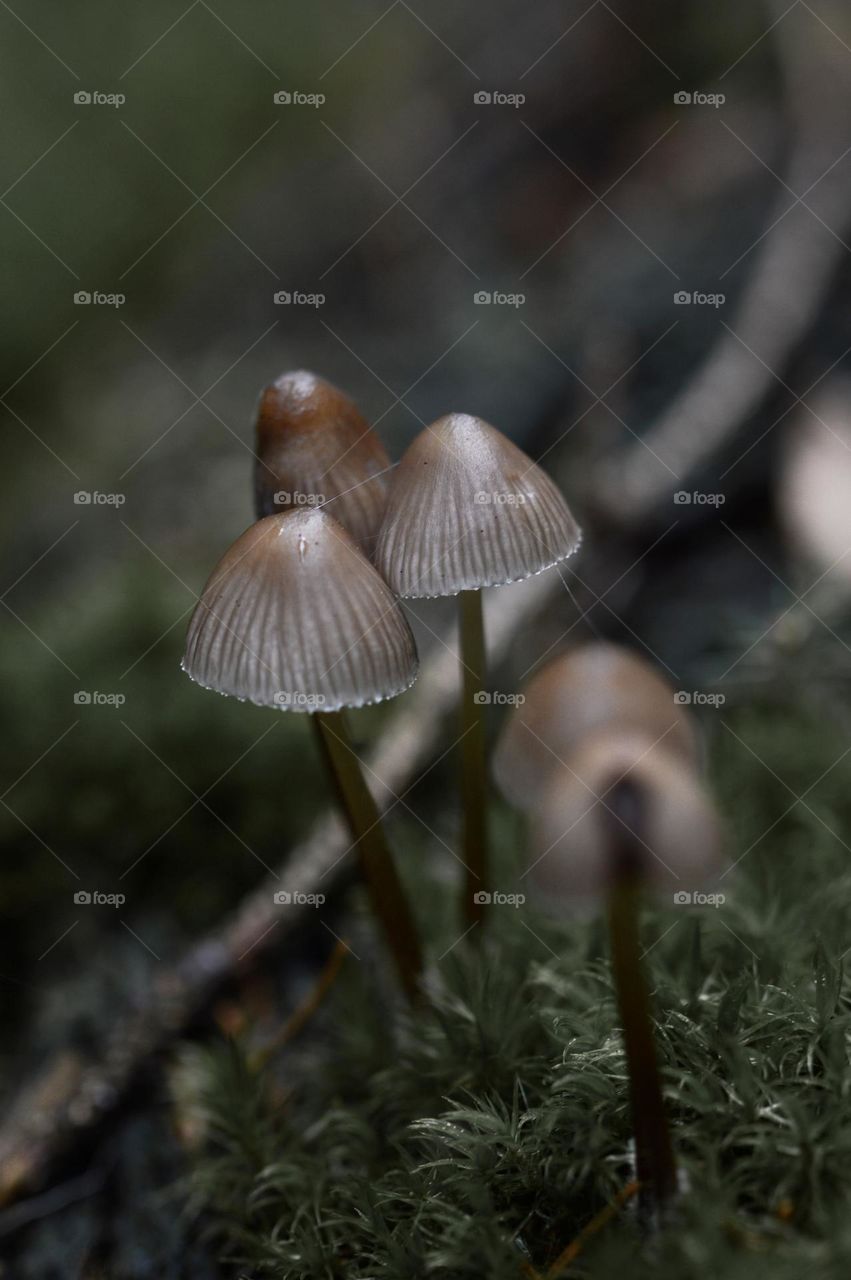 Close up or macro of small mushrooms in the forest or woods 