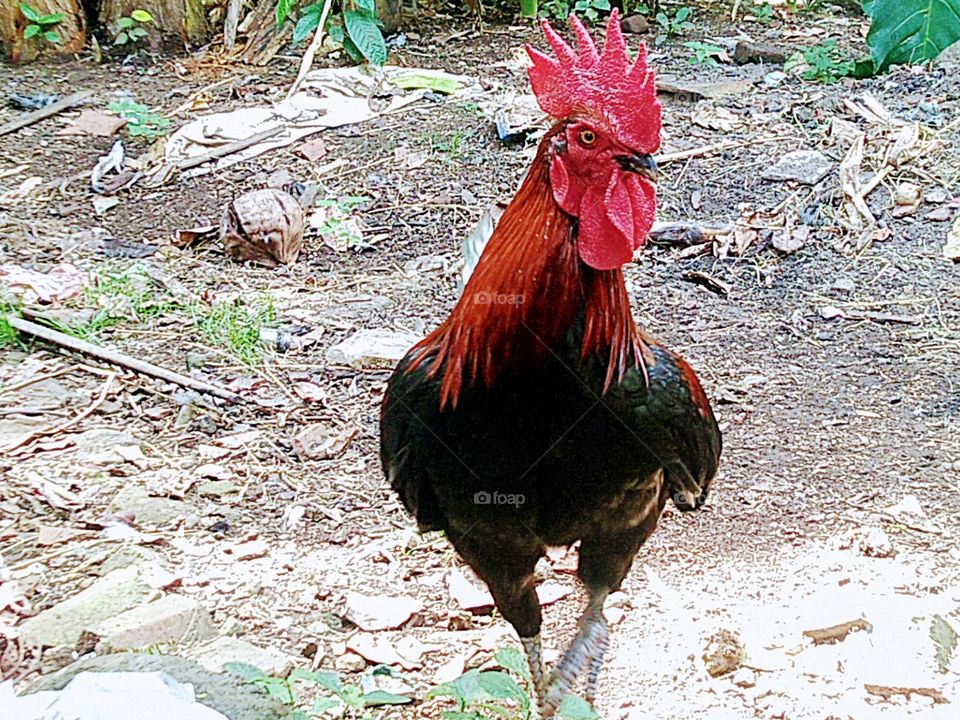 The rooster has a comb on the head and two combs under the neck. Males have larger combs than females.