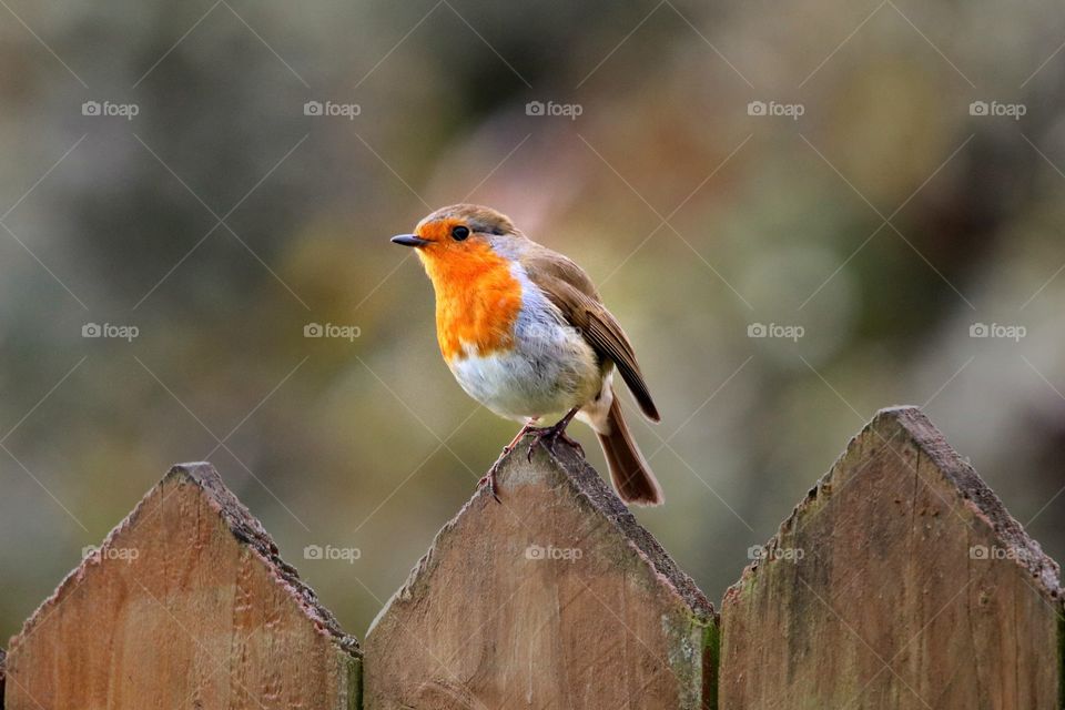 Robin on the fence