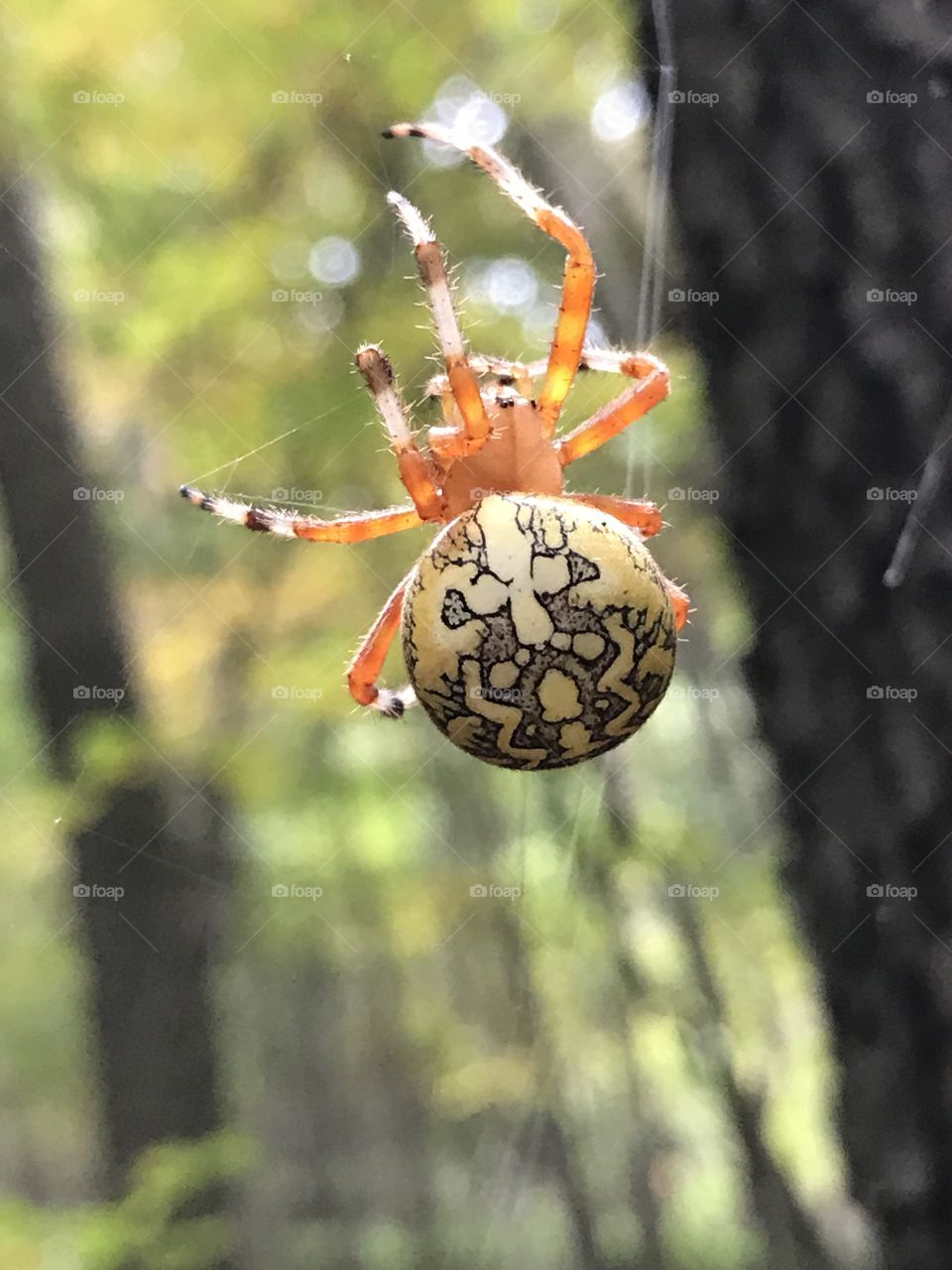 Bright yellow cone weaver spider. 