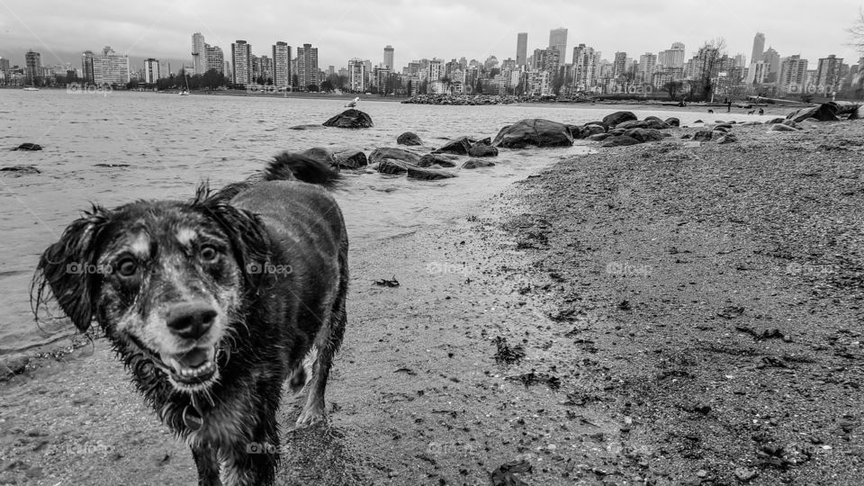 Happy dog on the beach with city background