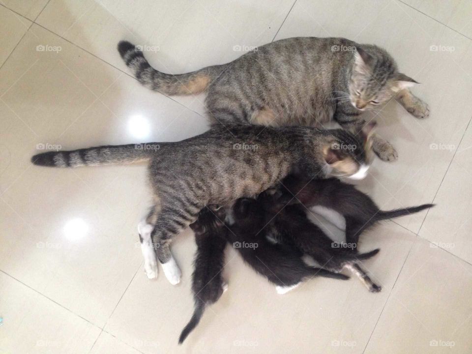 Lovely cat family