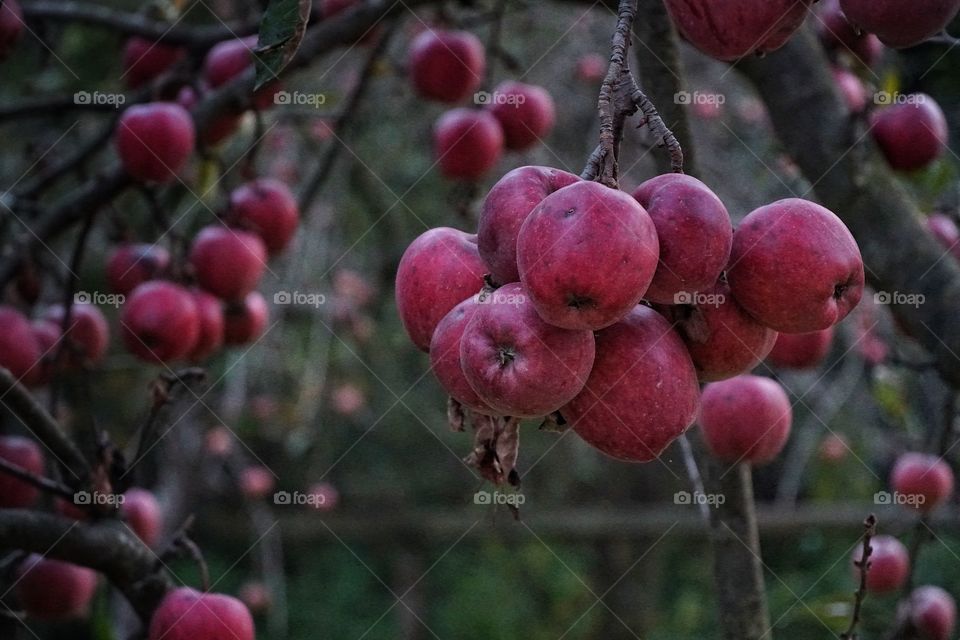 Apple trees