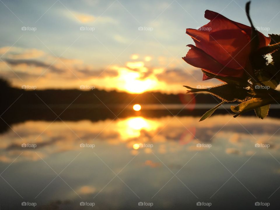 Wild Rose on the lake. 