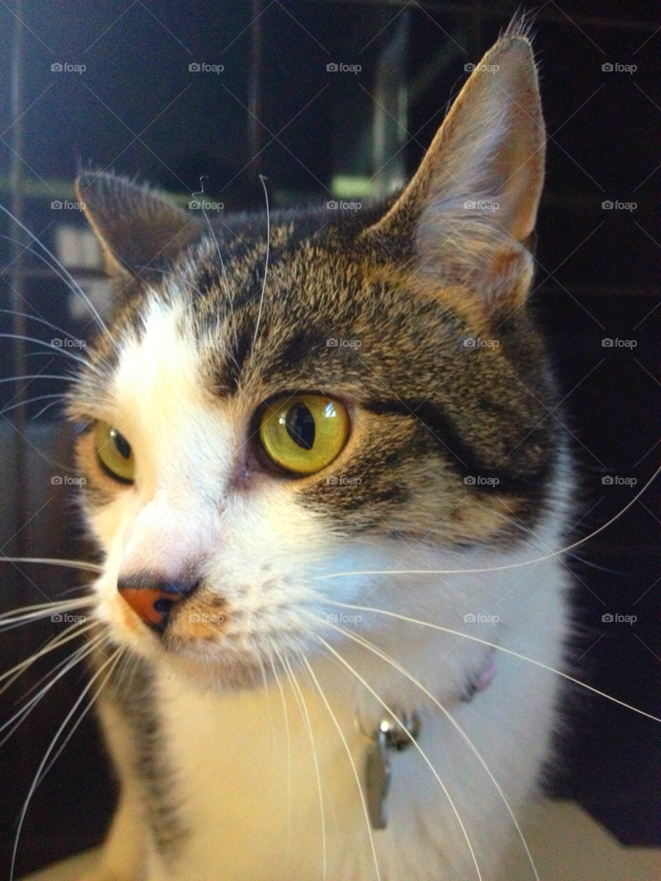 cat pet portrait eyes by all_things_art