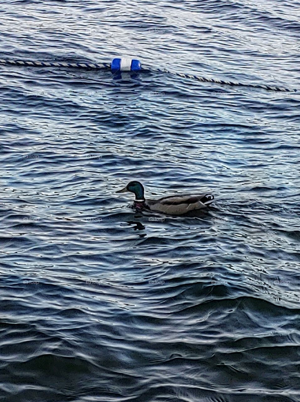 A Lone Duck!