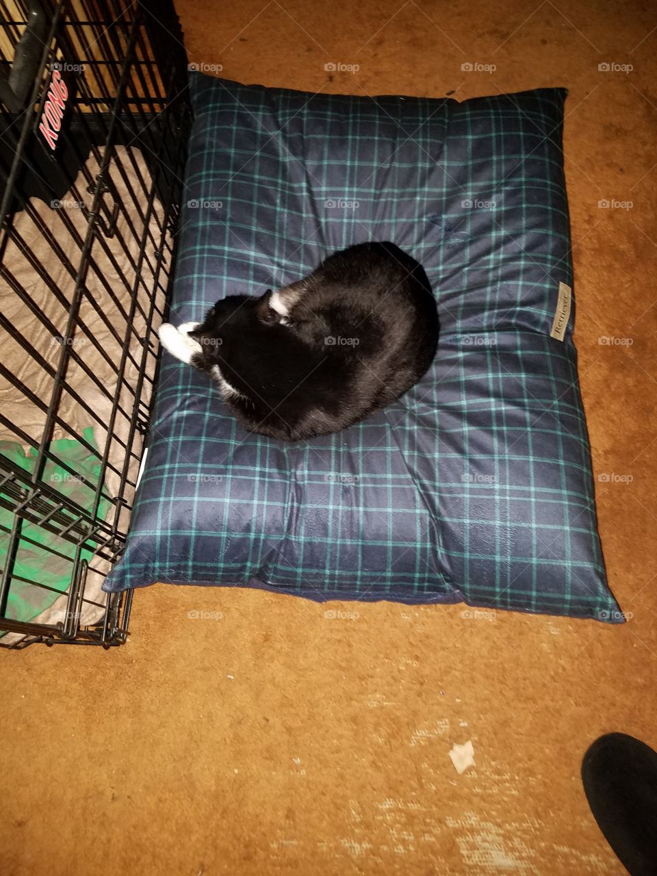 Cat nap on a dog bed