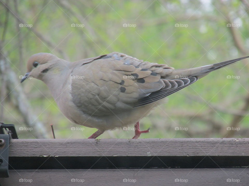 Bird, Wildlife, Pigeon, Nature, Animal