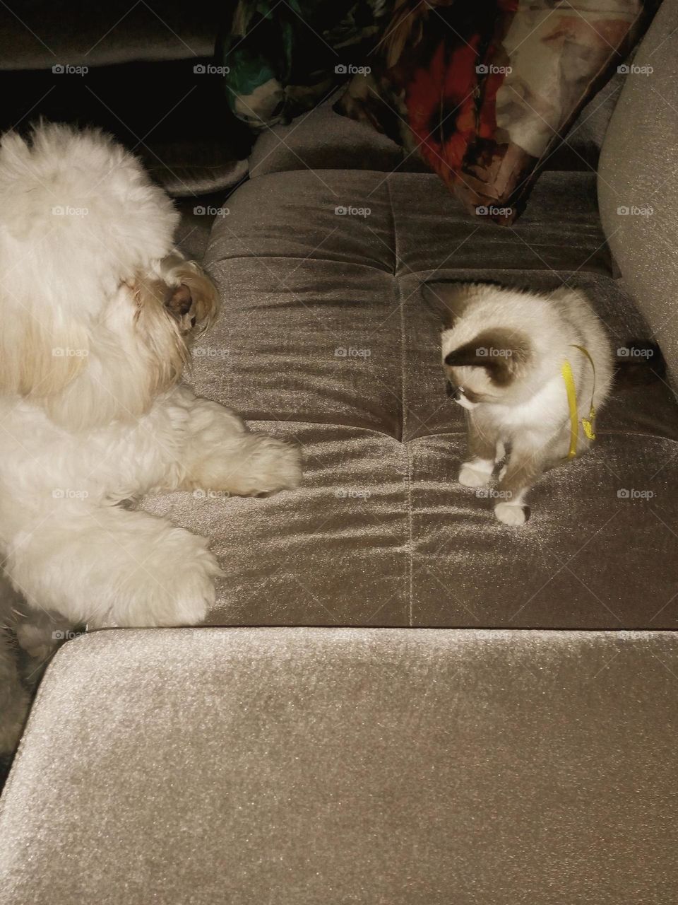 Cão e gato