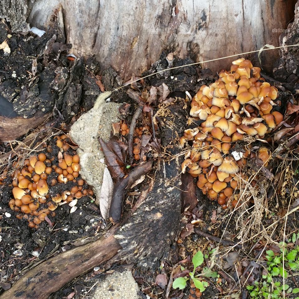 mushrooms growing on tree