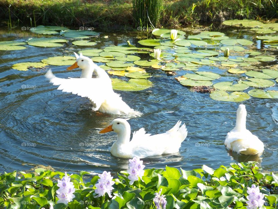 Peking Ducks