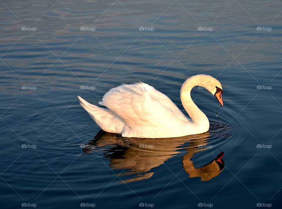 white swan swimming in the Stralsund Seas