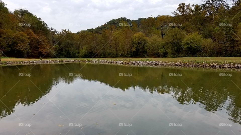 tree line pond in community