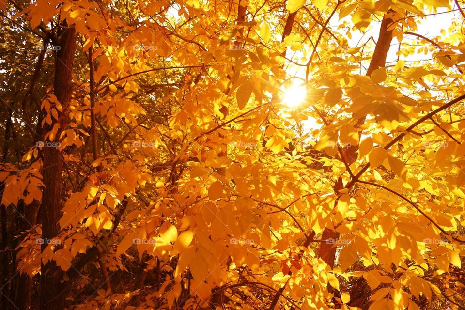 sun through the trees