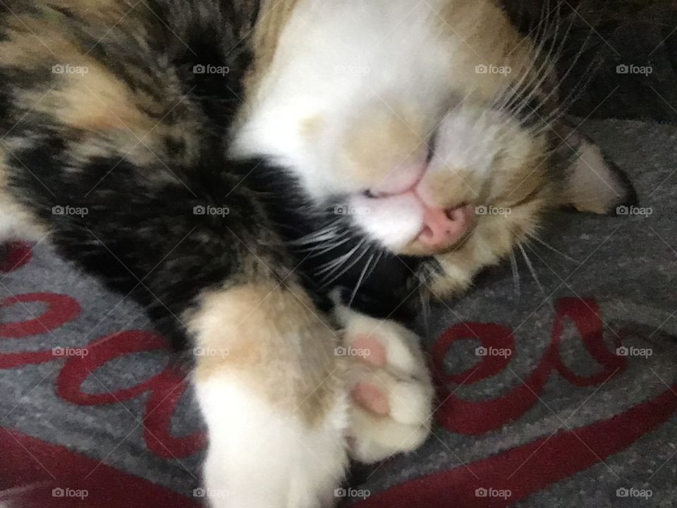 Sleeping Kitty