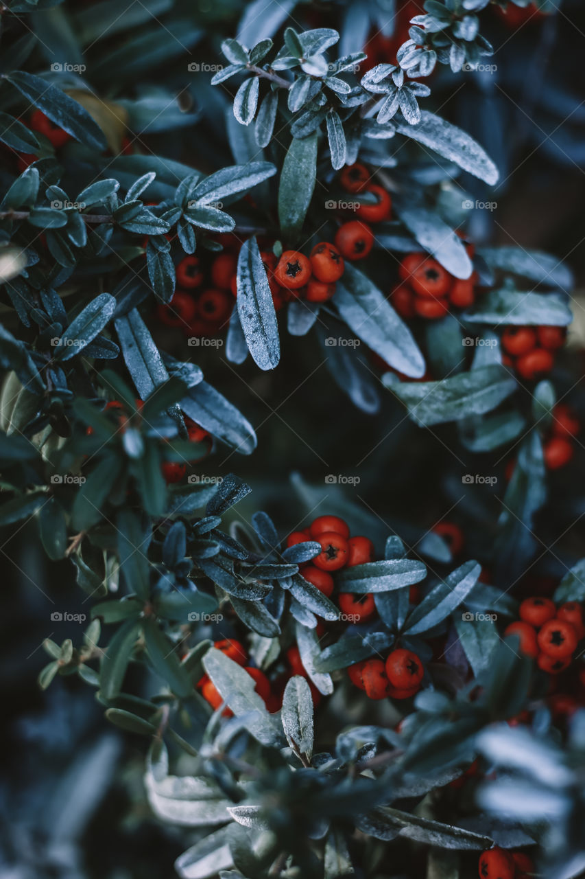 beautiful plant with berries