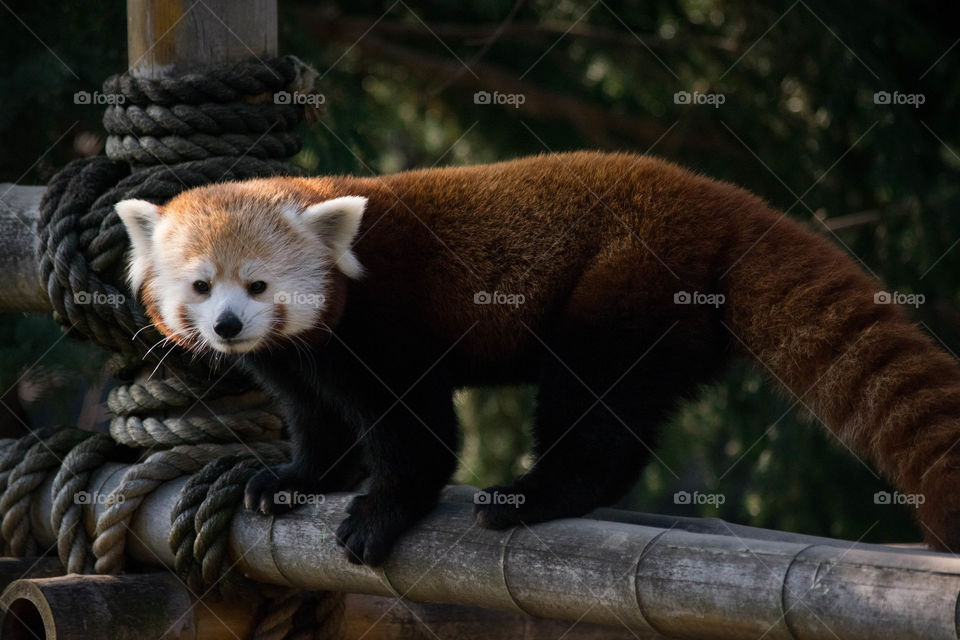 Red panda 