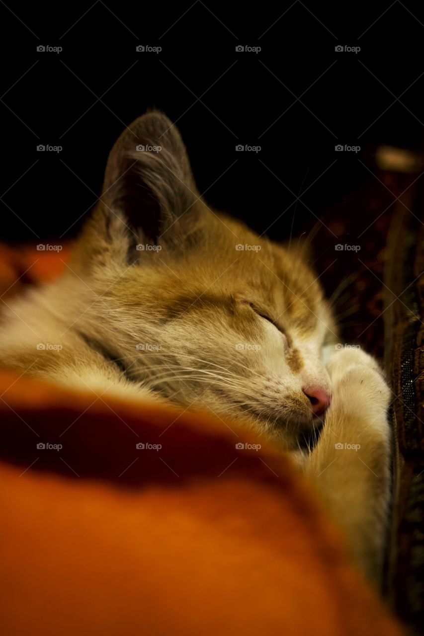 A young cat sleeping under a warm blanket in a cold winter night